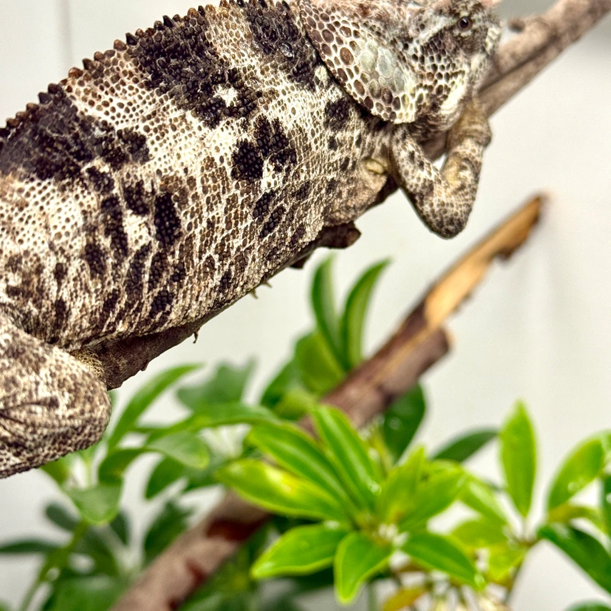 brevicorn adult chameleons wild caught brevicorn adult chameleons wild caught