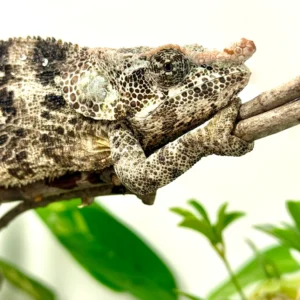 brevicorn adult chameleons