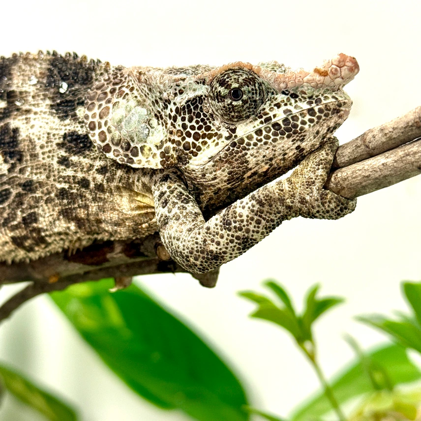 brevicorn adult chameleons brevicorn adult chameleons