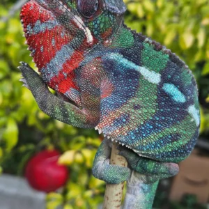 high color ybbb rainbow stunner (5 months) exceptional quality