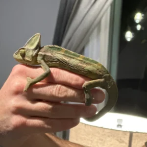 male juvenile veiled chameleons for sale