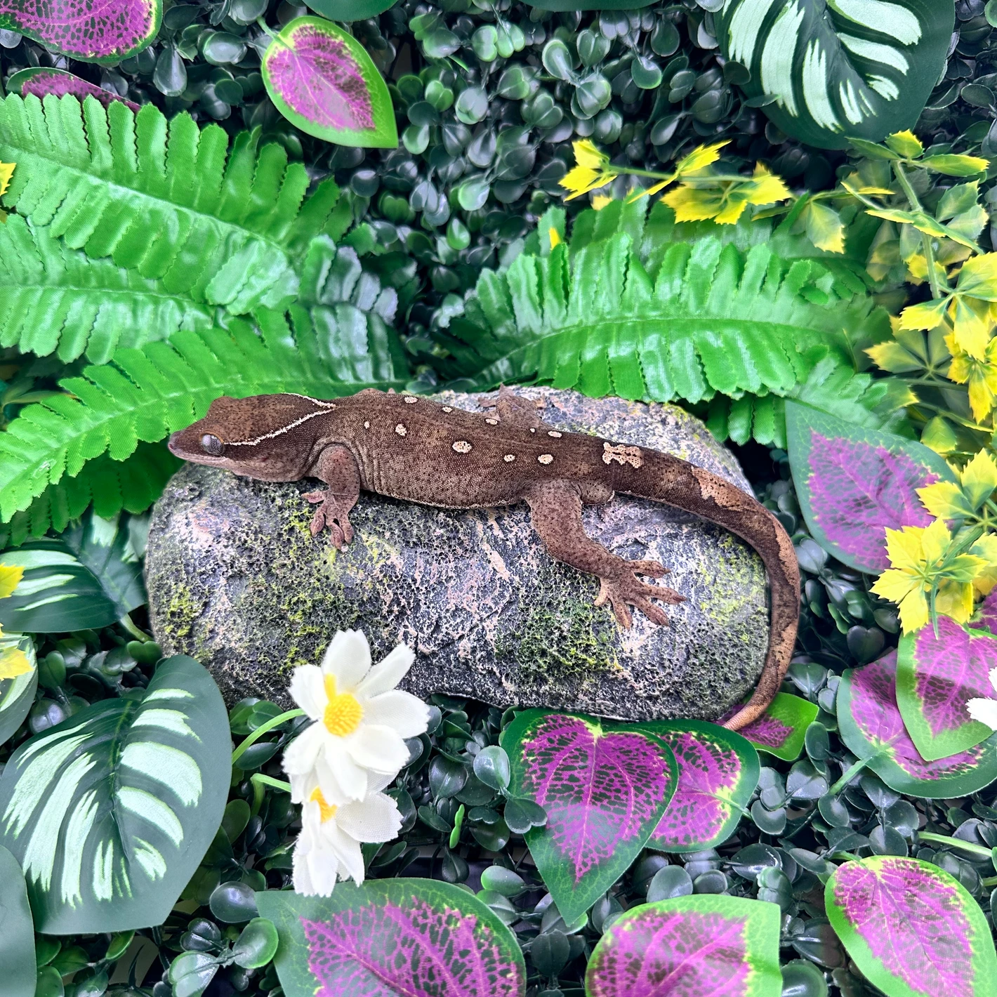white collar 11 spot male correlophus sarasinorum