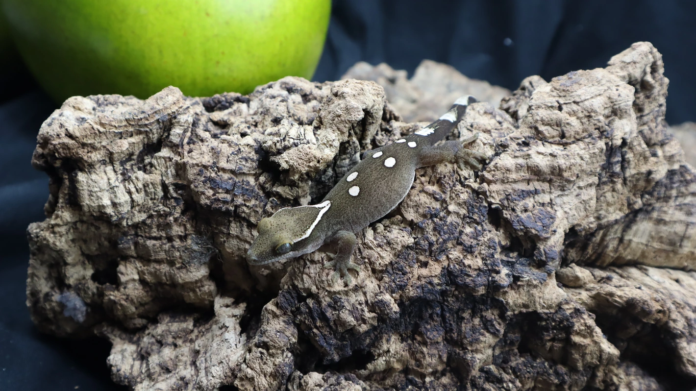 White Collar Sarasinorum Gecko SG07 - Image 3