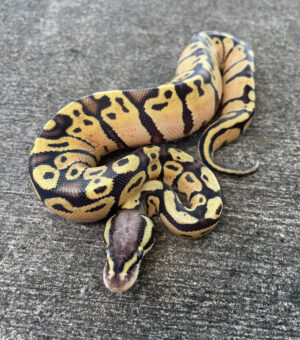 vanilla pastel ball pythons for sale (python regius)