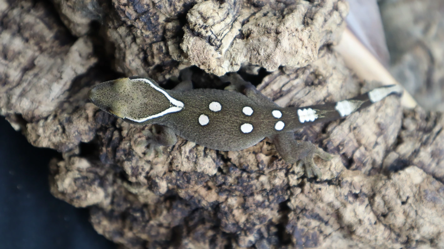 auto draft auto draft