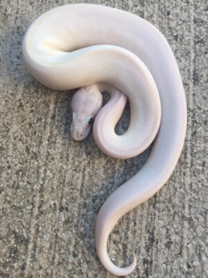 blue eye leucistic ball python for sale