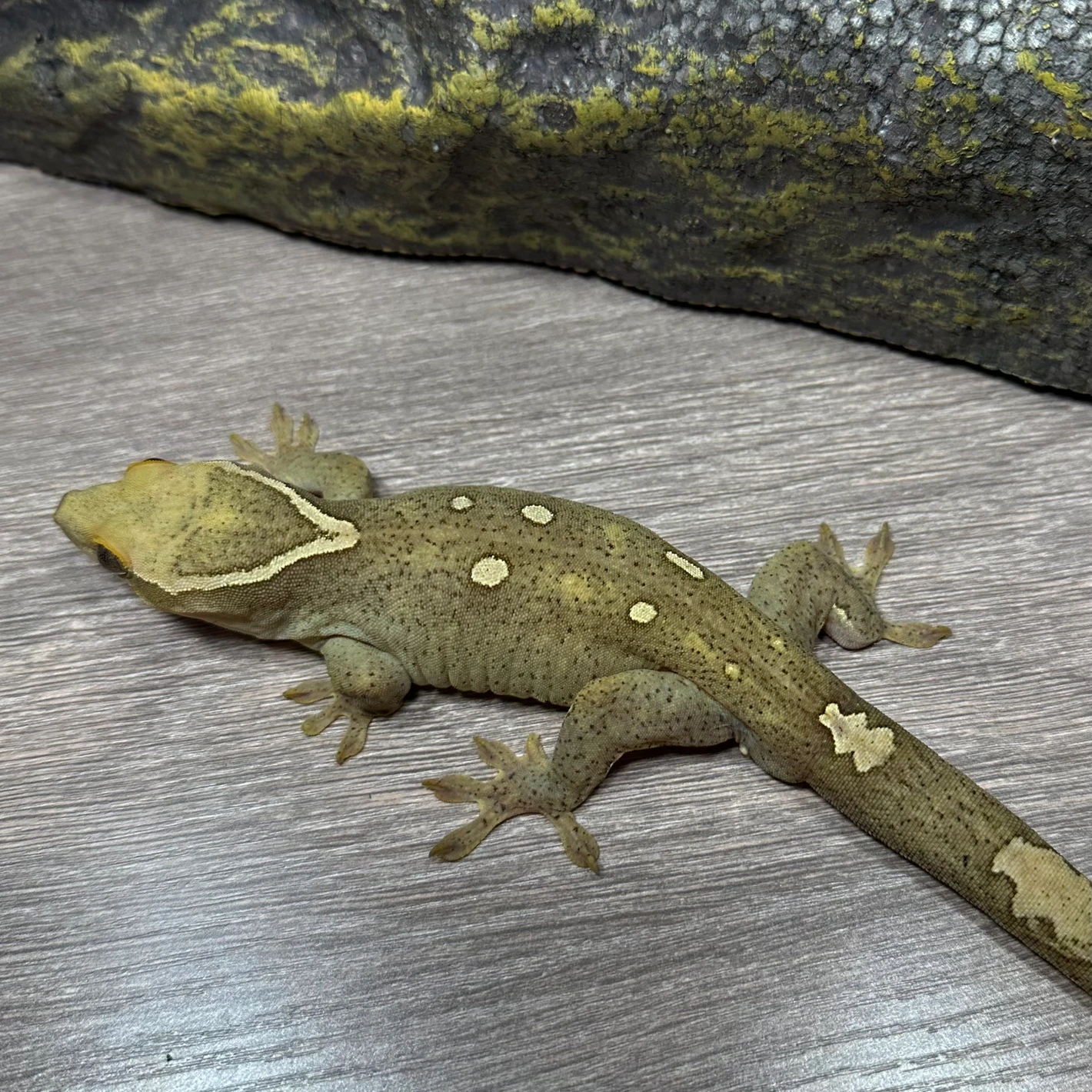 spotted white collar sarasinorum