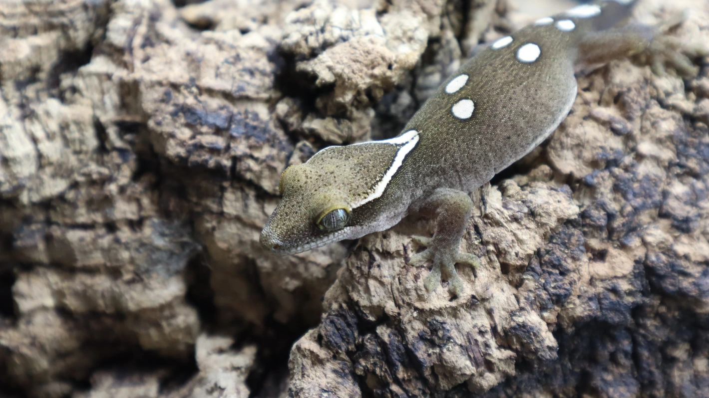 White Collar Sarasinorum Gecko SG07 - Image 4