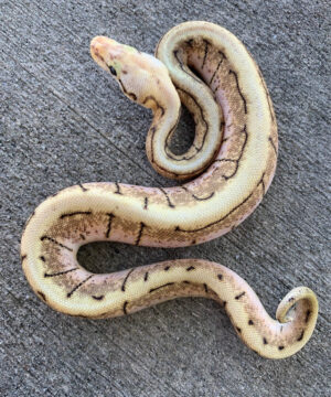 spinner blast ball python (python regius)