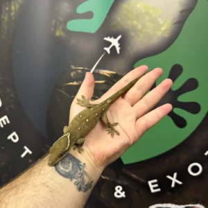 white collar sarasinorum