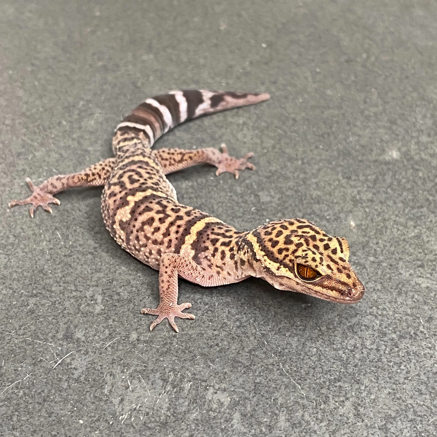 Bawangling Cave Gecko (Female ID: 23DI1F)