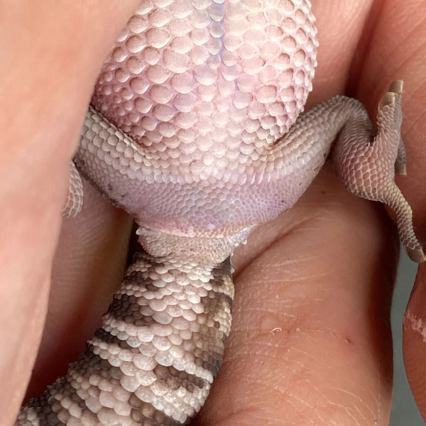 Bawangling Cave Gecko (Female ID: 23DI1F) - Image 2