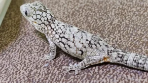 eurydactylodes occidentalis