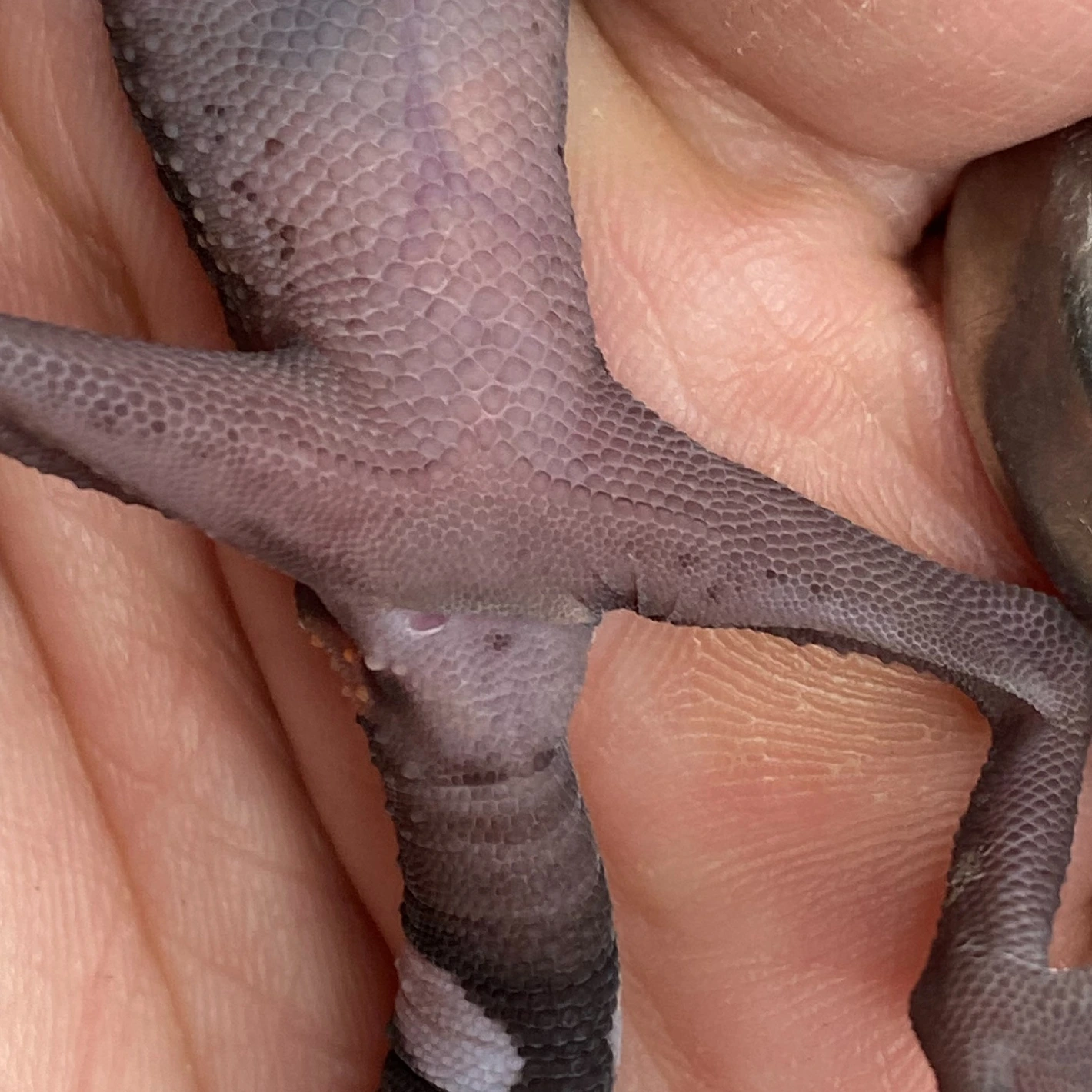 Luii's Cave Gecko (ID: 24HE1) - Image 3