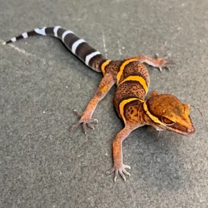 bawangling cave gecko g. bawanglingensis