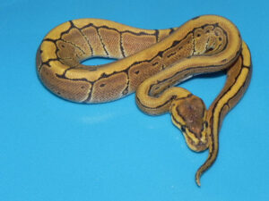 pinstripe ball python for sale