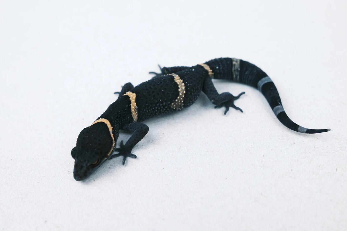 Chinese Cave Gecko - Image 3