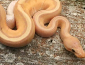 coral glow genetic stripe ball pythons for sale (python regius)