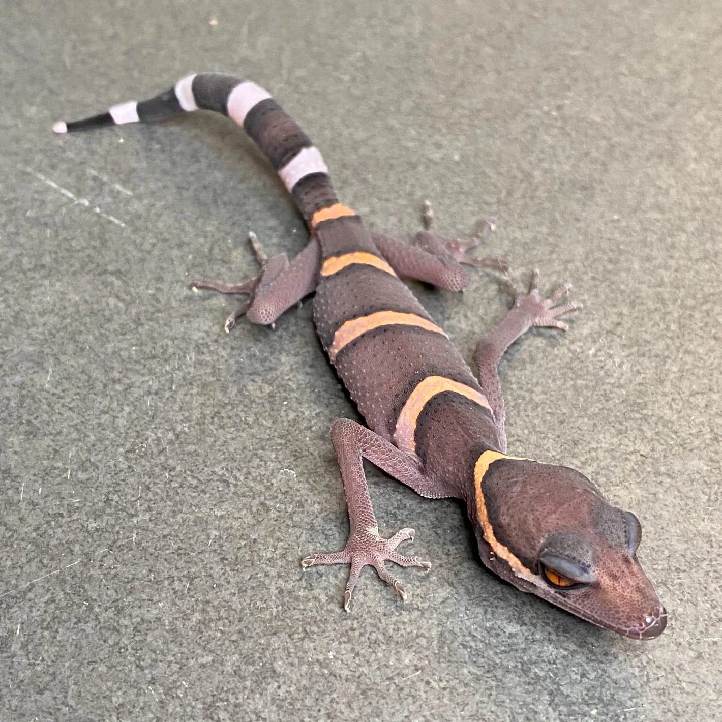 Luii's Cave Gecko (ID: 24HE1)