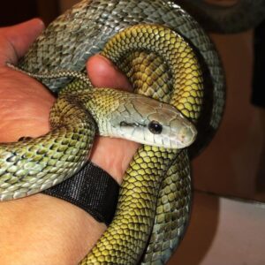 mandarin rat snake for sale (copy)