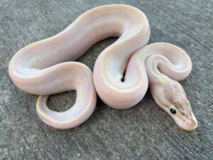 ivory ball python for sale