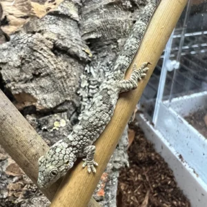 eurydactylodes occidentalis