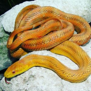 yellow rat snake for sale