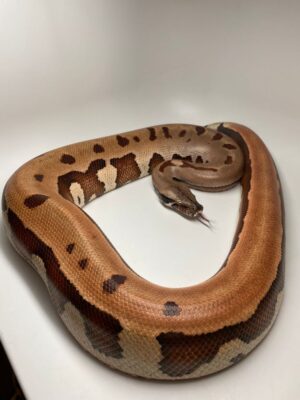 borneo blood python(python brietesmani) phenomenal