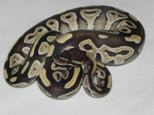 mojave ball pythons