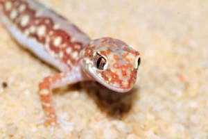 1.1 Lucasium Damaeum