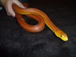everglades rat snake for sale