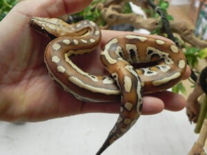 yearling red blood pythons for sale (python brongersmani)