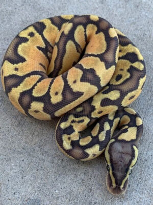 pastel enchi ghost ball python for sale (python regius)