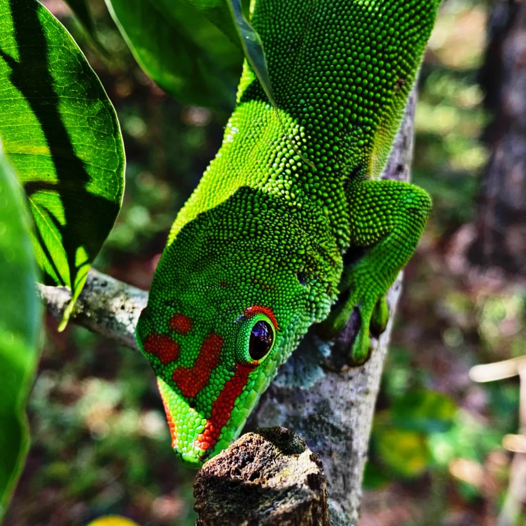day gecko 001