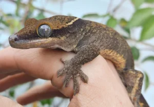 white collar sarasinorum gecko