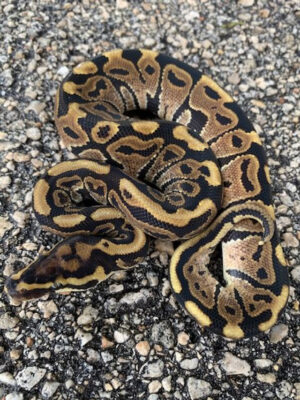 spot nose ball pythons for sale (python regius) male only