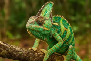 rapture reptiles chameleons
