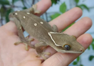 6 Spot Sarasinorum Gecko