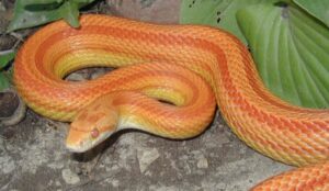 ultra corn snake for sale (copy)