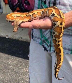 red blood python for sale