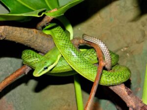 gray rat snake for sale (copy)