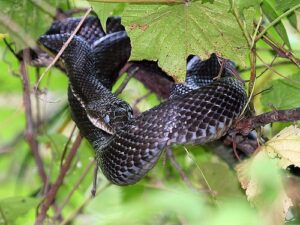 black rat snake for sale