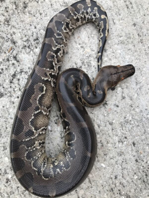 black blood pythons for sale (python curtus)