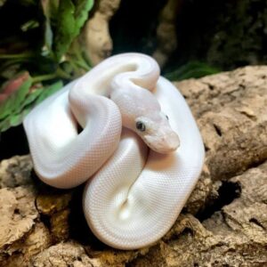 c.b blue eyed leucistic ball python for sale