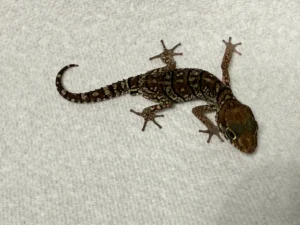 normal het amel and anery pictus gecko