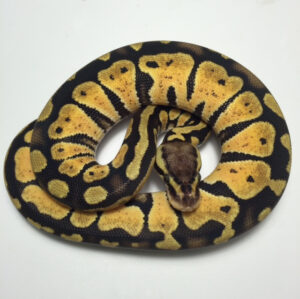 pastel ball python