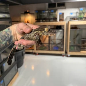 uroplatus fimbriatus