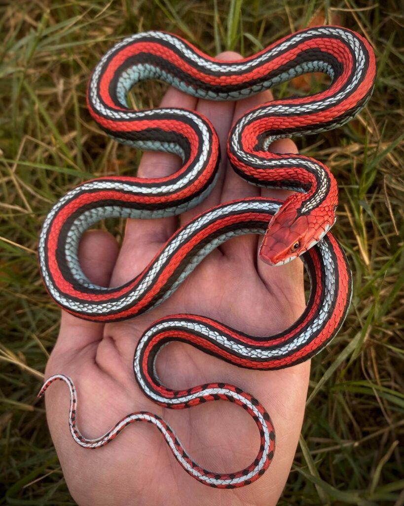 captive bred snakes for sale