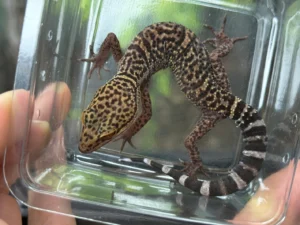 goniurosaurus bawanglingensis