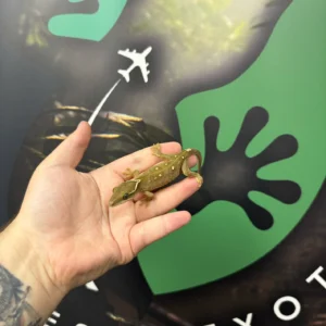 white collar sarasinorum